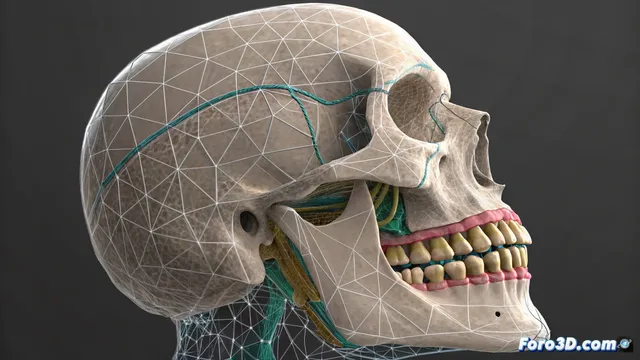 Animar dientes con morph en houdini