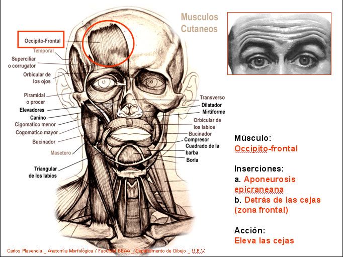 IMAGEN MUSCULOS FACIALES imagen musculos faciales:
