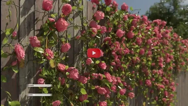 ForestIvy genera plantas trepadoras en 3D
