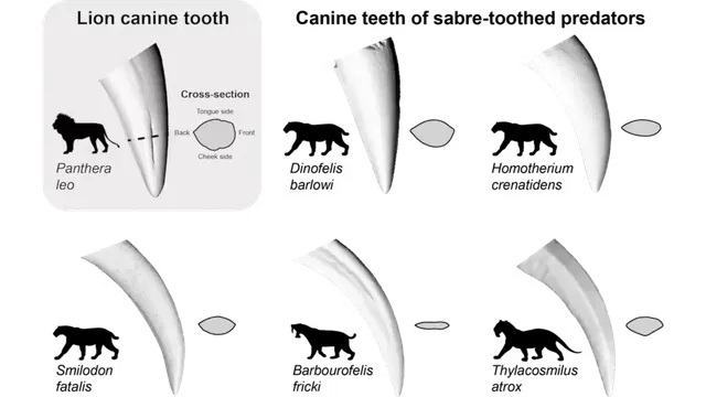 Impresión 3D al servicio de la paleontología dental