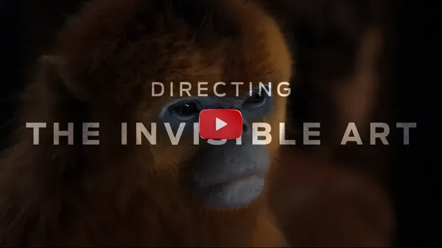 Cómo la animación transforma la acción real en historias inolvidables
