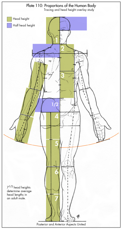 ANATOMIA I PROPORCIÓ