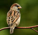 Avatar de 3dbirdy