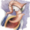 Avatar de Slavon