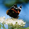 Avatar de atalanta